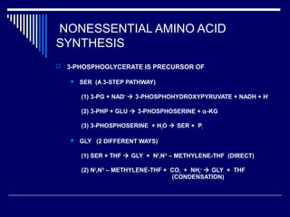 NONESSENTIAL AMINO ACID
SYNTHESIS
 3-PHOSPHOGLYCERATE IS PRECURSOR OF
 SER (A 3-STEP PATHWAY)
(1) 3-PG + NAD+
 3-PHOSPHOHYDROXYPYRUVATE + NADH + H+
(2) 3-PHP + GLU  3-PHOSPHOSERINE + α-KG
(3) 3-PHOSPHOSERINE + H2O  SER + Pi
 GLY (2 DIFFERENT WAYS)
(1) SER + THF  GLY + N5
,N10
– METHYLENE-THF (DIRECT)
(2) N5
,N10
– METHYLENE-THF + CO2 + NH4
+
 GLY + THF
(CONDENSATION)
 