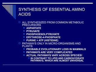 SYNTHESIS OF ESSENTIAL AMINO
ACIDS
 ALL SYNTHESIZED FROM COMMON METABOLIC
PRECURSORS
 ASPARTATE
 PYRUVATE
 PHOSPHOENOLPYRUVATE
 ERYTHROSE-4-PHOSPHATE
 PURINE + ATP (HISTIDINE)
 PATHWAYS ONLY IN MICRO-ORGANISMS AND
PLANTS
 PROBABLE EVOLUTIONARY LOSS IN MAMMALS
 PATHWAYS ARE VERY COMPLICATED
 ACTUAL PATHWAYS VARY ACROSS SPECIES!
 IN CONTRAST TO LIPID AND CARBOHYDRATE
PATHWAYS, WHICH ARE ALMOST UNIVERSAL
 