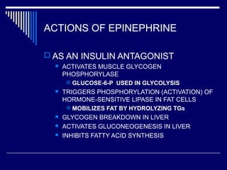 ACTIONS OF EPINEPHRINE
 AS AN INSULIN ANTAGONIST
 ACTIVATES MUSCLE GLYCOGEN
PHOSPHORYLASE
 GLUCOSE-6-P USED IN GLYCOLYSIS
 TRIGGERS PHOSPHORYLATION (ACTIVATION) OF
HORMONE-SENSITIVE LIPASE IN FAT CELLS
 MOBILIZES FAT BY HYDROLYZING TGs
 GLYCOGEN BREAKDOWN IN LIVER
 ACTIVATES GLUCONEOGENESIS IN LIVER
 INHIBITS FATTY ACID SYNTHESIS
 