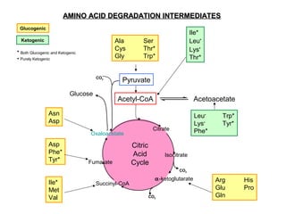 AMINO ACID DEGRADATION INTERMEDIATESAMINO ACID DEGRADATION INTERMEDIATES
CO2
CO2
Pyruvate
Acetyl-CoA Acetoacetate
Citrate
Isocitrate
α-ketoglutarate
Succinyl-CoA
Fumarate
Oxaloacetate
Citric
Acid
Cycle
CO2
Glucose
Ala Ser
Cys Thr*
Gly Trp*
Ile*
Leu•
Lys•
Thr*
Leu•
Trp*
Lys•
Tyr*
Phe*
Asn
Asp
Asp
Phe*
Tyr*
Ile*
Met
Val
Arg His
Glu Pro
Gln
Glucogenic
Ketogenic
* Both Glucogenic and Ketogenic
• Purely Ketogenic
 