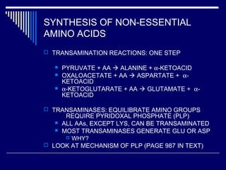 SYNTHESIS OF NON-ESSENTIAL
AMINO ACIDS
 TRANSAMINATION REACTIONS: ONE STEP
 PYRUVATE + AA  ALANINE + α-KETOACID
 OXALOACETATE + AA  ASPARTATE + α-
KETOACID
 α-KETOGLUTARATE + AA  GLUTAMATE + α-
KETOACID
 TRANSAMINASES: EQUILIBRATE AMINO GROUPS
REQUIRE PYRIDOXAL PHOSPHATE (PLP)
 ALL AAs, EXCEPT LYS, CAN BE TRANSAMINATED
 MOST TRANSAMINASES GENERATE GLU OR ASP
 WHY?
 LOOK AT MECHANISM OF PLP (PAGE 987 IN TEXT)
 