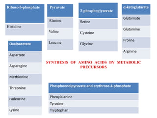 3-phosphoglycerate
Serine
Cysteine
Glycine
Pyruvate
Alanine
Valine
Leucine
Ribose-5-phosphate
Histidine
α-ketoglutarate
Glutamate
Glutamine
Proline
Arginine
Oxaloacetate
Aspartate
Asparagine
Methionine
Threonine
Isoleucine
Lysine
Phosphoenolpyruvate and erythrose-4-phosphate
Phenylalanine
Tyrosine
Tryptophan
SYNTHESIS OF AMINO ACIDS BY METABOLIC
PRECURSORS
 