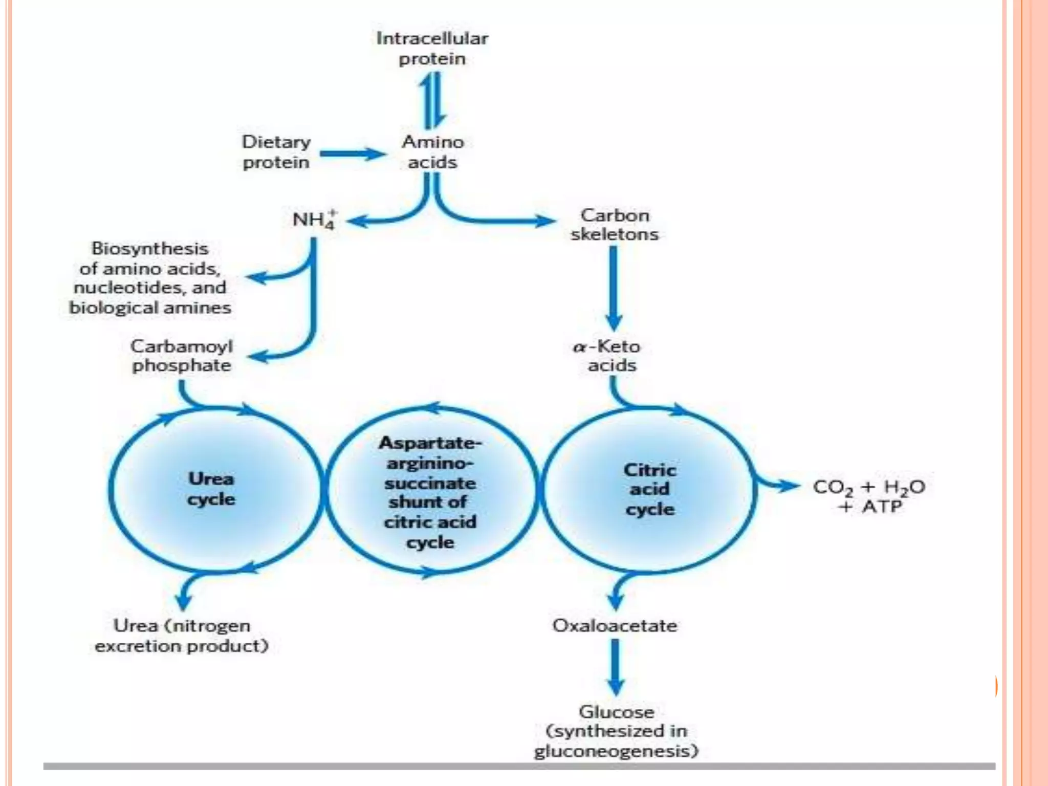 Aminoaciduria and organic aciduria in neurology | PPTX