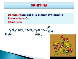    Denumire:acidul α, δ-diaminovalerianic
   Prescurtare:Or
   Structura:

                                O
    CH2 CH2 CH2 CH          C
                                OH
H2N                   NH2
 