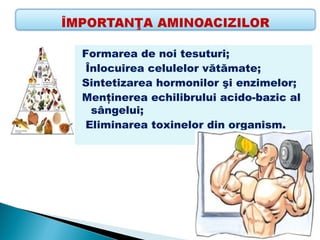 Formarea de noi tesuturi;
 Înlocuirea celulelor vătămate;
Sintetizarea hormonilor şi enzimelor;
Menţinerea echilibrului acido-bazic al
  sângelui;
 Eliminarea toxinelor din organism.
 