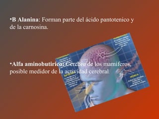 B Alanina : Forman parte del ácido pantotenico y de la carnosina. Alfa aminobutirico:  Cerebro de los mamíferos, posible medidor de la actividad cerebral . 