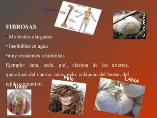 FIBROSAS Moléculas alargadas insolubles en agua  muy resistentes a hidrólisis  Ejemplo: lana, seda, piel, elastina de las arterias, queratinas del cuerno, uñas, pelo, colágeno del hueso, del tejido conjuntivo.  LANA SEDA Uñas Pelo Huesos 