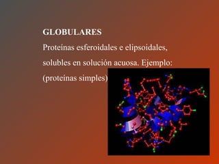 GLOBULARES  Proteínas esferoidales e elipsoidales, solubles en solución acuosa. Ejemplo:(proteínas simples) 