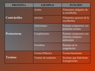 PROTEÍNA EJEMPLO FUNCIÓN Contráctiles Actina Filamentos delgados de la miofibrilla miosina Filamentos gruesos de la miofibrillas Protectoras Anticuerpos Forman compuestos con proteínas ectrana Complemento Forman compuestos con sistemas antigeno-anticuerpo Trombina Proteína de la coagulación Toxinas Toxina Difterica Toxina bacteriana Veneno de serpiente Enzimas que hidrolizan fosfoglicerido 