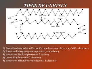 TIPOS DE UNIONES 1) Atracción electrostática.-Formación de sal entre coo de un a.a y NH3+ de otro a.a 2).Puente de hidrogeno.-(mas importante y abundante) 3) Interaccion dipolo-dipolo (entre 2 serinas) 4).Unión disulfuro (entre 2 cisteinas) 5) Interaccion hidrofobica(entre leucina- Isoleucina) 