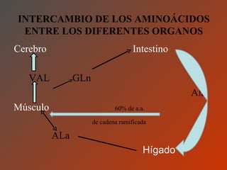 INTERCAMBIO DE LOS AMINOÁCIDOS ENTRE LOS DIFERENTES ORGANOS Cerebro  Intestino VAL  GLn  Ala Músculo  60% de a.a.   de cadena ramificada ALa  Hígado 