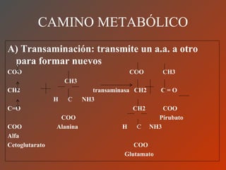 CAMINO METABÓLICO A) Transaminación: transmite un a.a. a otro para formar nuevos COO  COO  CH3 CH3  CH2  transaminasa  CH2  C = O H  C  NH3  C=O  CH2  COO COO  Pirubato  COO  Alanina  H  C  NH3 Alfa  Cetoglutarato  COO Glutamato 
