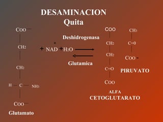 DESAMINACION Quita C OO CH 2 CH 2 C H NH 3 C OO Glutamato Deshidrogenasa +  NAD   + H 2 O + Glutamica C OO CH 2 CH 2 C=O C OO ALFA  CETOGLUTARATO CH 3 C=CC C=0 C OO  - PIRUVATO 