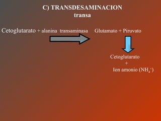 C) TRANSDESAMINACION transa Cetoglutarato  + alanina  transaminasa  Glutamato + Piruvato Cetoglutarato + Ion amonio (NH 4 + ) 