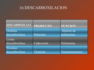 D)  DESCARBOXILACION   DESCARBOXILAZA PRODUCTO FUNCION Ornitina descarboxilasa Putresina Síntesis de poliaminas Lisina descarboxilasa Cadaverina Poliaminas Tirosina descarboxilasa Tiramina Neurotransmisor 