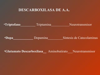 DESCARBOXILASA DE A.A. Triptofano _________ Triptamina _____________ Neurotransmisor Dopa____________  Dopamina_________Síntesis de Catecolaminas  Glutamato Descarboxilasa__   Aminobutirato___Neurotransmisor 