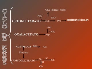 GLu (hígado, riñón ) NH3 CETOGLUTARATO   GLu Pro HIDROXIPROLIN NH 3 OXALACETATO   Asn Asp NH 3 ACETILCOA   Ala   NH 3 Piruvato 3 FOSFOGLICERATO Ser Gli Cis SH IC CICLO DE KREBS 