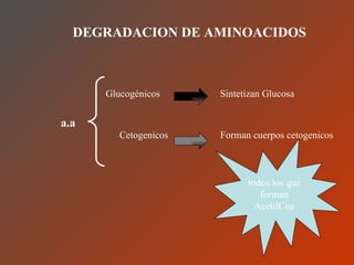 DEGRADACION DE AMINOACIDOS Glucogénicos   Sintetizan Glucosa Cetogenicos  Forman cuerpos cetogenicos a.a todos los que forman AcetilCoa 