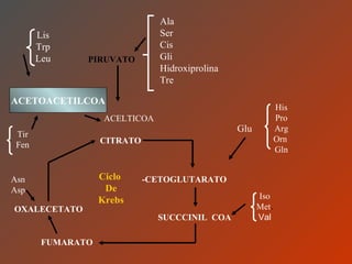 Lis Trp Leu ACETOACETILCOA Ala Ser Cis Gli Hidroxiprolina Tre PIRUVATO ACELTICOA Tir Fen CITRATO -CETOGLUTARATO His Pro Arg Orn  Gln Glu SUCCCINIL  COA Iso Met . Val FUMARATO OXALECETATO Asn Asp Ciclo  De Krebs 