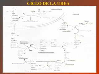 CICLO DE LA UREA 