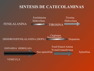 SINTESIS DE CATECOLAMINAS Fenilalanina  Tirosina Hidroxilasa  Hidroxilasa  FENILALANINA TIROSINA DIHIDROXIFENILALANINA (DOPA ) Citoplasma Descarboxilasa  Dopamina  DOPAMINA  HIDROLASA Nor-epinefrina Fenil-Etanol-Amina N-metil transferansa Epinefrina VESICULA 