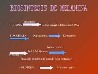 BIOSINTESIS DE MELANINA Tirocinasa TIROSINA    3-4 Dihidroxifenilalanina (DOPA) TIROCINASA   Dopaquinona   Dopacromo Indol 5-6 Quinona   Melanina Polimerizacion (Sustancia compleja de elevado peso molecular) + PROTEINA   Melanoproteina 