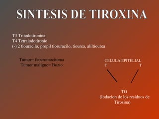 SINTESIS DE TIROXINA T3 Triiodotironina T4 Tetraiodotironio (-) 2 tiouracilo, propil tioruracilo, tiourea, aliltiourea  CELULA EPITELIAL T  T  TG (Iodacion de los residuos de Tirosina) Tumor= feocromocitoma Tumor maligno= Bozio 