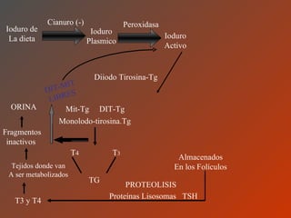 Ioduro de La dieta Cianuro (-) Ioduro Plasmico Peroxidasa Ioduro Activo Diiodo Tirosina-Tg Mit-Tg  DIT-Tg Monolodo-tirosina.Tg T 4  T 3 TG Almacenados En los Folículos Proteínas Lisosomas  TSH PROTEOLISIS T3 y T4 Tejidos donde van A ser metabolizados Fragmentos inactivos   ORINA DIT-MIT LIBRES 