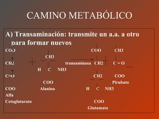 CAMINO METABÓLICO A) Transaminación: transmite un a.a. a otro para formar nuevos COO  COO  CH3 CH3  CH2  transaminasa  CH2...