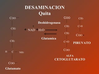 DESAMINACION Quita C OO CH 2 CH 2 C H NH 3 C OO Glutamato Deshidrogenasa +  NAD   + H 2 O + Glutamica C OO CH 2 CH 2 C=O C...