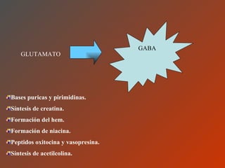 GLUTAMATO <ul><li>Bases puricas y pirimidinas. </li></ul><ul><li>Síntesis de creatina. </li></ul><ul><li>Formación del hem...