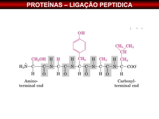 PROTEÍNAS – LIGAÇÃO PEPTIDICA
 