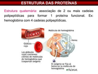 ESTRUTURA DAS PROTEÍNAS
Estrutura quaternária: associação de 2 ou mais cadeias
polipeptídicas para formar 1 proteína funcional. Ex:
hemoglobina com 4 cadeias polipeptídicas.
 