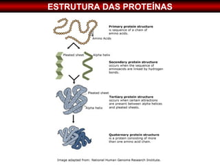 ESTRUTURA DAS PROTEÍNAS
 