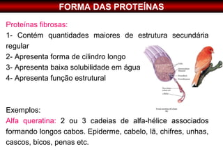 FORMA DAS PROTEÍNAS
Proteínas fibrosas:
1- Contém quantidades maiores de estrutura secundária
regular
2- Apresenta forma de cilindro longo
3- Apresenta baixa solubilidade em água
4- Apresenta função estrutural



Exemplos:
Alfa queratina: 2 ou 3 cadeias de alfa-hélice associados
formando longos cabos. Epiderme, cabelo, lã, chifres, unhas,
cascos, bicos, penas etc.
 