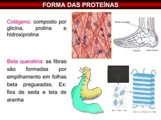 FORMA DAS PROTEÍNAS

Colágeno: composto por
glicina,     prolina e
hidroxiprolina




Beta queratina: as fibras
são    formadas       por
empilhamento em folhas
beta pregueadas. Ex:
fios de seda e teia de
aranha
 