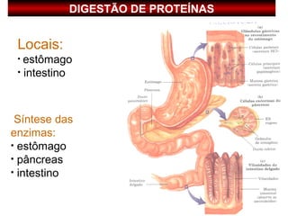 DIGESTÃO DE PROTEÍNAS


 Locais:
 • estômago
 • intestino




 Síntese das
enzimas:
• estômago
• pâncreas
• intestino
 