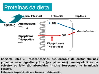 Proteínas da dieta
              Lúmen Intestinal     Enterócito     Capilares


 Digestão   Aminoácidos             aa
            40%
                  +
                                                   Aminoácidos
            Dipeptídios                    aa
            Tripeptídios
            60%
                                 Dipeptidases
                                 Tripeptidase



Somente fetos e recém-nascidos são capazes de captar algumas
proteínas sem digestão prévia (por pinocitose). Imunoglobulinas do
colostro do leite são absorvidas intactas fornecendo → imunidade
passiva.
Fato sem importância em termos nutricionais
 