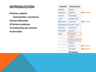 INTRODUCCIÓN
Proteína: péptido
   Aminoácidos: monómero
Cientos diferentes
22 forman proteínas
12 producidas por humano
9 esenciales




                           Pirrolisina
 