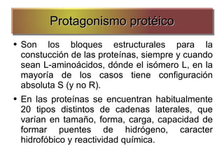 Protagonismo protéico Son los bloques estructurales para la constucción de las proteínas, siempre y cuando sean L-aminoácidos, dónde el isómero L, en la mayoría de los casos tiene configuración absoluta S (y no R). En las proteínas se encuentran habitualmente 20 tipos distintos de cadenas laterales, que varían en tamaño, forma, carga, capacidad de formar puentes de hidrógeno, caracter hidrofóbico y reactividad química. 