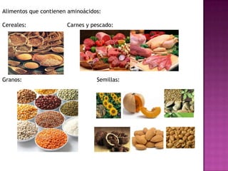 Alimentos que contienen aminoácidos:
Cereales:

Granos:

Carnes y pescado:

Semillas:

 