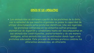 ORIGEN DE LOS AMINOACIDOS
• Los aminoácidos se obtienen a partir de las proteínas de la dieta,
con la salvedad de que nuestro organismo no posee la capacidad de
utilizar directamente estas proteínas dietéticas. Una vez ingeridas,
las proteínas contenidas en los alimentos sufren procesos
enzimáticos de digestión y catabolismo hasta ser descompuestas en
sus aminoácidos constituyentes, posteriormente y de una manera
endógena, estos aminoácidos son recombinados dando lugar a las
proteínas adecuadas. Este proceso de síntesis proteica combina los
diferentes aminoácidos, en diferente
 