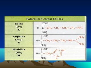 ENLACE PEPTÍDICOENLACE PEPTÍDICO
• Este enlace se establece entre el grupo carboxilo (-COOH) del primer
aminoácido y el gr...