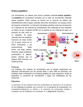 Enlace peptídico:
Los aminoácidos se enlazan para formar proteínas mediante enlace peptídico.
Los péptidos son compuestos formados por la unión de aminoácidos mediante
enlace peptídico. Estas uniones se forman por la reacción de síntesis (vía
deshidratación) entre el grupo carboxilo del primer aminoácido con el grupo amino
del segundo aminoácido. La formación del enlace peptídico entre dos aminoácidos
es un ejemplo de una reacción de condensación. Dos moléculas se unen mediante
un enlace de tipo covalente CO-NH con la pérdida de una molécula de agua y el
producto de esta unión es
un dipéptido. El grupo
carboxilo libre del dipéptido
reacciona de modo similar
con el grupo amino de un
tercer aminoácido, y así
sucesivamente hasta
formar una larga cadena.
Podemos seguir añadiendo
aminoácidos al péptido,
porque siempre hay un
extremo NH2 terminal y un
COOH terminal.
Proteínas
Las proteínas son cadenas de aminoácidos que se pliegan adquiriendo una
estructura tridimensional que les permite llevar a cabo miles de funciones. Las
proteínas están codificadas en el material genético de cada organismo, donde se
especifica su secuencia de aminoácidos, y luego son sintetizadas por los
ribosomas.
Estructura
La estructura de las proteínas reúne las propiedades de disposición en el espacio
de las moléculas de proteína que provienen de su secuencia de aminoácidos, las
características físicas de su entorno y la presencia de compuestos simples o
complejos que las estabilicen y/o conduzcan a un plegamiento específico.
 