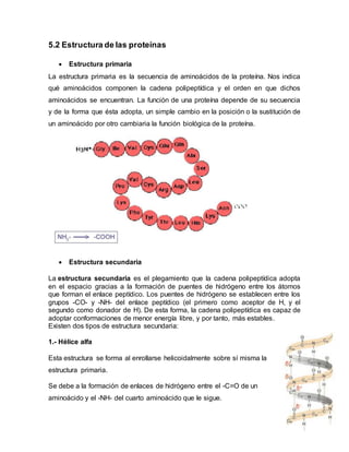 5.2 Estructura de las proteínas
 Estructura primaria
La estructura primaria es la secuencia de aminoácidos de la proteína. Nos indica
qué aminoácidos componen la cadena polipeptídica y el orden en que dichos
aminoácidos se encuentran. La función de una proteína depende de su secuencia
y de la forma que ésta adopta, un simple cambio en la posición o la sustitución de
un aminoácido por otro cambiaria la función biológica de la proteína.
 Estructura secundaria
La estructura secundaria es el plegamiento que la cadena polipeptídica adopta
en el espacio gracias a la formación de puentes de hidrógeno entre los átomos
que forman el enlace peptídico. Los puentes de hidrógeno se establecen entre los
grupos -CO- y -NH- del enlace peptídico (el primero como aceptor de H, y el
segundo como donador de H). De esta forma, la cadena polipeptídica es capaz de
adoptar conformaciones de menor energía libre, y por tanto, más estables.
Existen dos tipos de estructura secundaria:
1.- Hélice alfa
Esta estructura se forma al enrollarse helicoidalmente sobre sí misma la
estructura primaria.
Se debe a la formación de enlaces de hidrógeno entre el -C=O de un
aminoácido y el -NH- del cuarto aminoácido que le sigue.
 