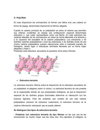 2.- Hoja Beta
En esta disposición los aminoácidos no forman una hélice sino una cadena en
forma de zigzag, denominada disposición en lámina plegada.
Cuando la cadena principal de un polipéptido se estira al máximo que permiten
sus enlaces covalentes se adopta una configuración espacial denominada
estructura β, que suele representarse como una flecha. En esta estructura las
cadenas laterales de los aminoácidos se sitúan de forma alternante a la derecha y
a la izquierda del esqueleto de la cadena polipeptídica. Las estructuras β de
distintas cadenas polipeptídicas o bien las estructuras β de distintas zonas de una
misma cadena polipeptídica pueden interaccionar entre sí mediante puentes de
hidrógeno, dando lugar a estructuras laminares llamadas por su forma hojas
plegadas u hojas β.
Presentan esta estructura secundaria la queratina de la seda o fibroína.
 Estructura terciaria
La estructura terciaria informa sobre la disposición de la estructura secundaria de
un polipéptido al plegarse sobre sí misma. La estructura terciaria de una proteína
es la responsable directa de sus propiedades biológicas, ya que la disposición
espacial de los distintos grupos funcionales determina su interacción con los
diversos ligandos. Para las proteínas que constan de una sola cadena
polipeptídica (carecen de estructura cuaternaria), la estructura terciaria es la
máxima información estructural que se puede obtener.
Se distinguen dos tipos de estructura terciaria:
· Proteínas con estructura terciaria de tipo fibroso en las que una de las
dimensiones es mucho mayor que las otras dos. Son ejemplos el colágeno, la
 