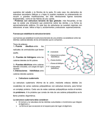 queratina del cabello o la fibroína de la seda, En este caso, los elementos de
estructura secundaria (hélices a u hojas b) pueden mantener su ordenamiento sin
recurrir a grandes modificaciones, tan sólo introduciendo ligeras torsiones
longitudinales, como en las hebras de una cuerda.
· Proteínas con estructura terciaria de tipo globular, más frecuentes, en las
que no existe una dimensión que predomine sobre las demás, y su forma es
aproximadamente esférica. En este tipo de estructuras se suceden regiones con
estructuras al azar, hélice a hoja b, acodamientos y estructuras supersecundarias.
Fuerzas que estabilizan la estructura terciaria
Las fuerzas que estabilizan la estructura terciaria de una proteína se establecen entre las
distintas cadenas laterales de los aminoácidos que la componen.
Tipos de enlaces:
1.- Puente disulfuro entre los
radicales de aminoácidos que tienen
azufre.
2.- Puentes de hidrógeno entre las
cadenas laterales de AA polares
3.- Puentes eléctricos entre cadenas
laterales ionizadas, con cargas de signo
opuesto
4.-Interacciones hidrófobas entre
cadenas laterales apolares
 Estructura cuaternaria
La estructura cuaternaria informa de la unión, mediante enlaces débiles (no
covalentes) de varias cadenas polipeptídicas con estructura terciaria, para formar
un complejo proteico. Cada una de estas cadenas polipeptídicas recibe el nombre
de protómero. A la proteína que consta de más de una cadena polipeptídica se le
llama proteína oligomérica.
La estructura cuaternaria debe considerar:
 El número y la naturaleza de las distintas subunidades o monómeros que integran
el oligómero y
 La forma en que se asocian en el espacio para dar lugar al oligómero.
 