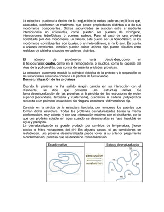 La estructura cuaternaria deriva de la conjunción de varias cadenas peptídicas que,
asociadas, conforman un multímero, que posee propiedades distintas a la de sus
monómeros componentes. Dichas subunidades se asocian entre sí mediante
interacciones no covalentes, como pueden ser puentes de hidrógeno,
interacciones hidrofóbicas o puentes salinos. Para el caso de una proteína
constituida por dos monómeros, un dímero, éste puede ser un homodímero, si los
monómeros constituyentes son iguales, o un heterodímero, si no lo son. En cuanto
a uniones covalentes, también pueden existir uniones tipo puente disulfuro entre
residuos de cisteína situados en cadenas distintas.
El número de protómeros varía desde dos, como en
la hexoquinasa; cuatro, como en la hemoglobina, o muchos, como la cápsida del
virus de la poliomielitis, que consta de sesenta unidades proteicas.
La estructura cuaternaria modula la actividad biológica de la proteína y la separación de
las subunidades a menudo conduce a la pérdida de funcionalidad.
Desnaturalización de las proteínas
Cuando la proteína no ha sufrido ningún cambio en su interacción con el
disolvente, se dice que presenta una estructura nativa. Se
llama desnaturalización de las proteínas a la pérdida de las estructuras de orden
superior (secundaria, terciaria y cuaternaria), quedando la cadena polipeptídica
reducida a un polímero estadístico sin ninguna estructura tridimensional fija.
Consiste en la pérdida de la estructura terciaria, por romperse los puentes que
forman dicha estructura. Todas las proteínas desnaturalizadas tienen la misma
conformación, muy abierta y con una interacción máxima con el disolvente, por lo
que una proteína soluble en agua cuando se desnaturaliza se hace insoluble en
agua y precipita.
La desnaturalización se puede producir por cambios de temperatura, (huevo
cocido o frito), variaciones del pH. En algunos casos, si las condiciones se
restablecen, una proteína desnaturalizada puede volver a su anterior plegamiento
o conformación, proceso que se denomina renaturalización.
Estado nativo Estado desnaturalizado
 
