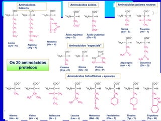 Química
Os 20 aminoácidos
proteícos
Aminoácidos
básicos
Lisina
(Lys – K) Arginina
(Arg – R)
Histidina
(His – H)
Aminoácidos ácidos
Ácido Aspártico
(Asp – D)
Ácido Glutâmico
(Glu – E)
Asparagina
(Asn – N)
Glutamina
(Gln – Q)
Serina
(Ser – S)
Treonina
(Thr – T)
Aminoácidos polares neutros
Aminoácidos hidrofóbicos - apolares
Alanina
(Ala – A)
Valina
(Val – V)
Isoleucina
(Ile – I)
Leucina
(Leu – L)
Metionina
(Met – M)
Fenilalanina
(Phe – F)
Tirosina
(Tyr – Y)
Triptofano
(Trp – W)
Aminoácidos “especiais”
Cisteína
(Cys – C)
Glicina
(Gly – G)
Prolina
(Pro – P)
 