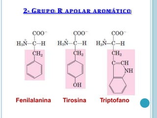 2- GR U P O R APOLAR AROMÁTICO
Fenilalanina Tirosina Triptofano
 